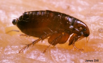 Closeup image of a flea biting skin presented by Pest Me Off Pest Control services, illustrating the urgency of pest control measures.