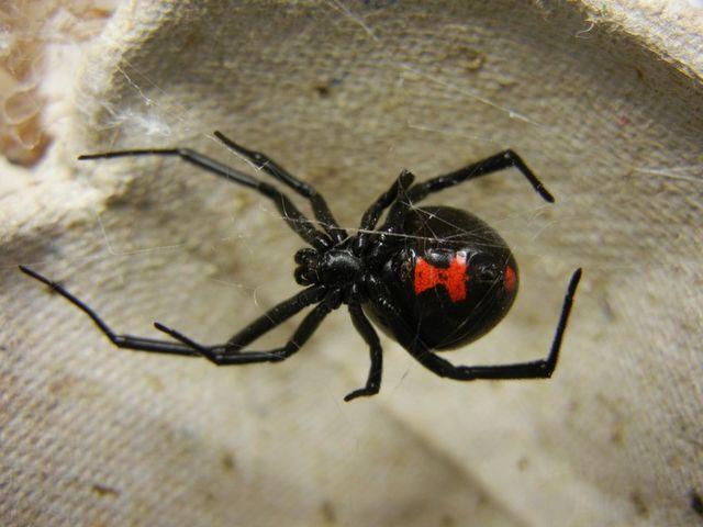 Close-up image of a black widow spider in its web captured by Pest Me Off pest control company.