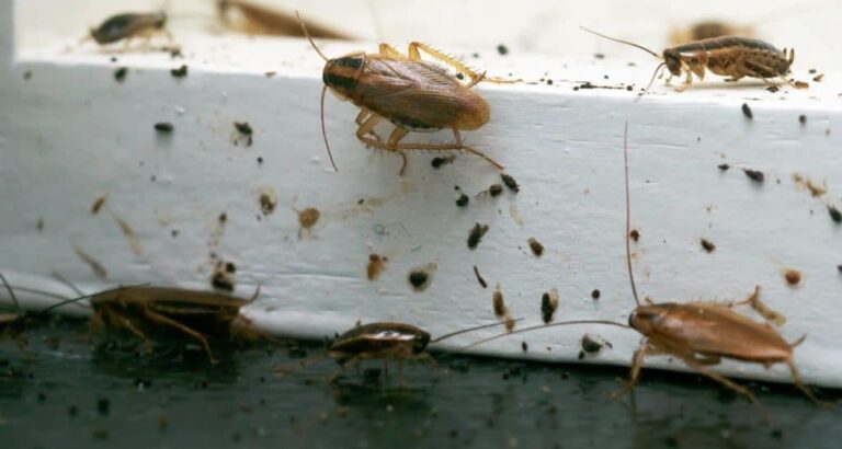 Infestation of German Cockroaches illustrating its significant damage in a home, provided by Pest Me Off pest control.