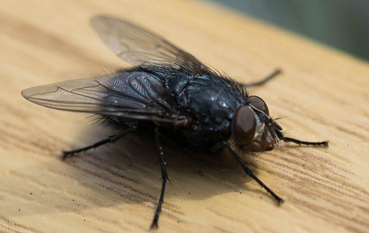 Housefly nuisance indoors - Get rid of house flies with Pest Me Off pest control services.