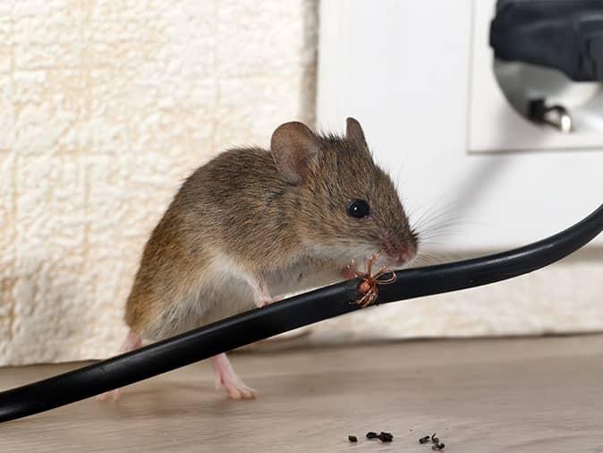 Mice chewing on electrical wires, showcasing the damage pests can cause at home, image provided by Pest Me Off pest control services