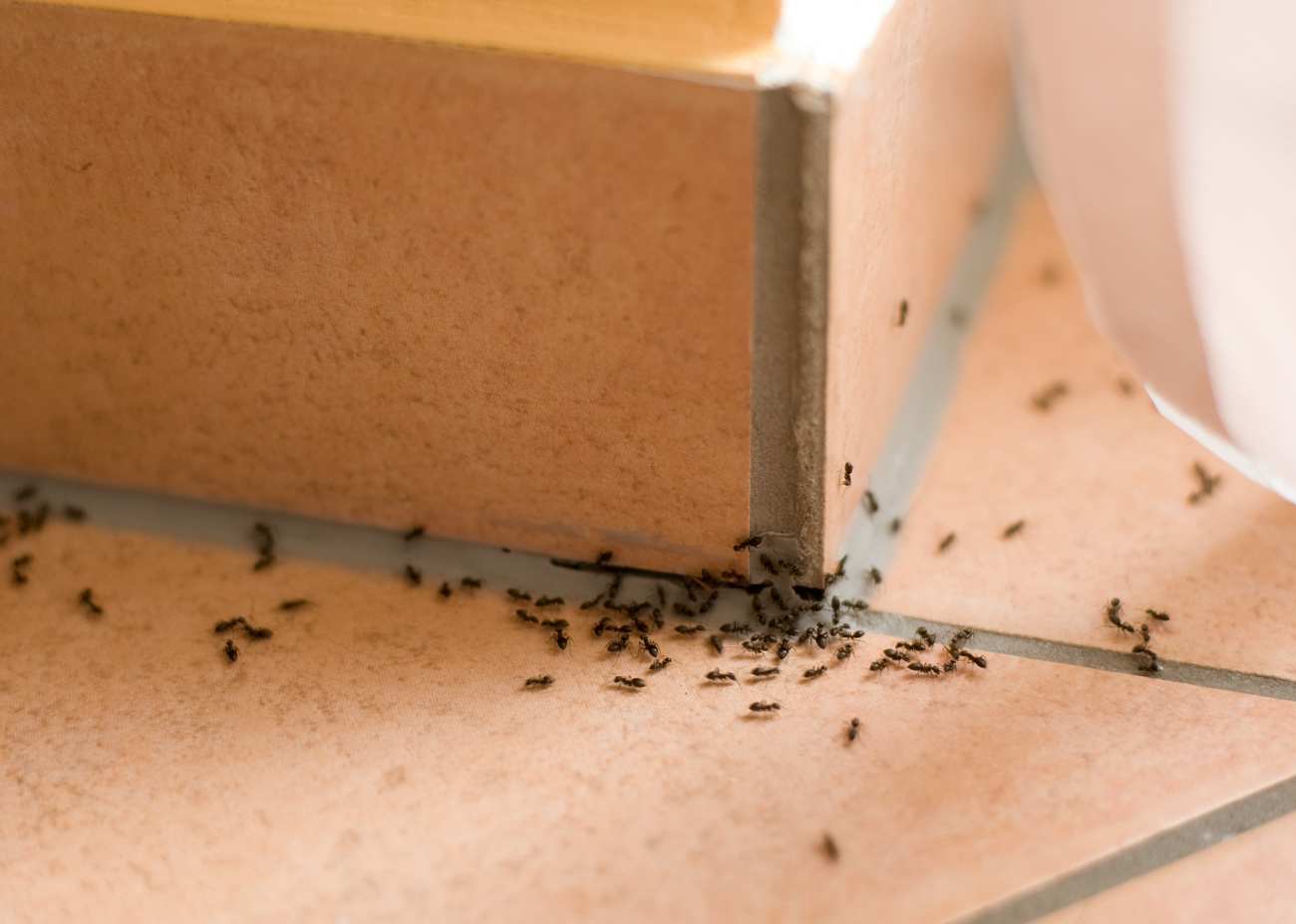 Close-up view of little black ants emerging from a wooden baseboard, photographed by Pest Me Off pest control specialists