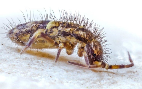 Super close-up image displaying a Springtail insect, provided by Pest Me Off pest control for educational purposes.