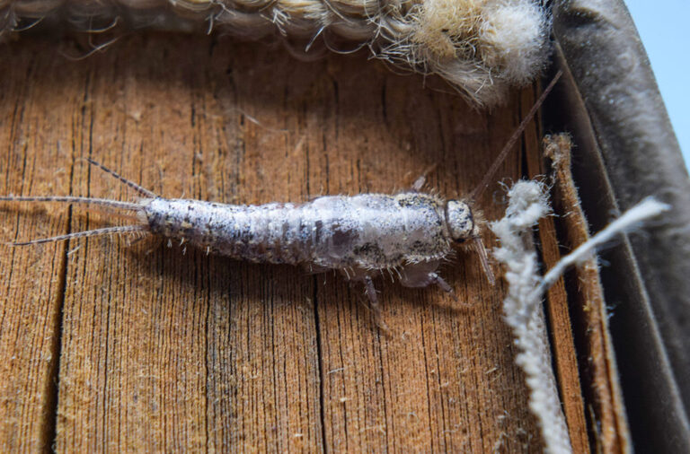 Silverfish infesting and causing damage to a library of books, demonstrating the need for Pest Me Off pest control services.