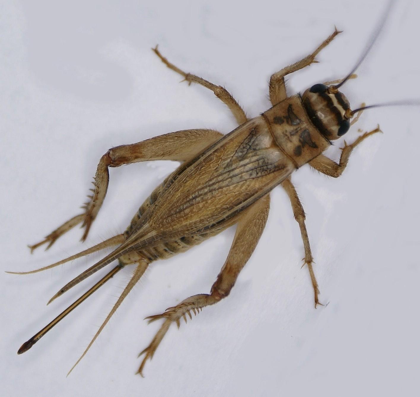 Close-up image of a cricket shown by Pest Me Off pest control company, emphasizing the need for effective pest control services.