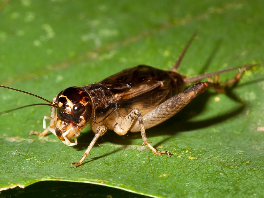 Close-up image of a cricket perched on a leaf, provided by Pest Me Off pest control services targeting common garden pests.