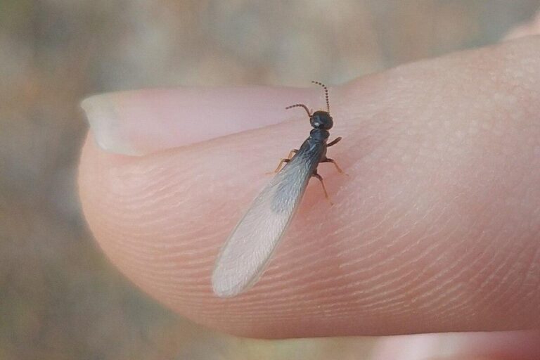 Subterranean Termite Type Winged reproductive, a common pest issue handled by Pest Me Off pest control company