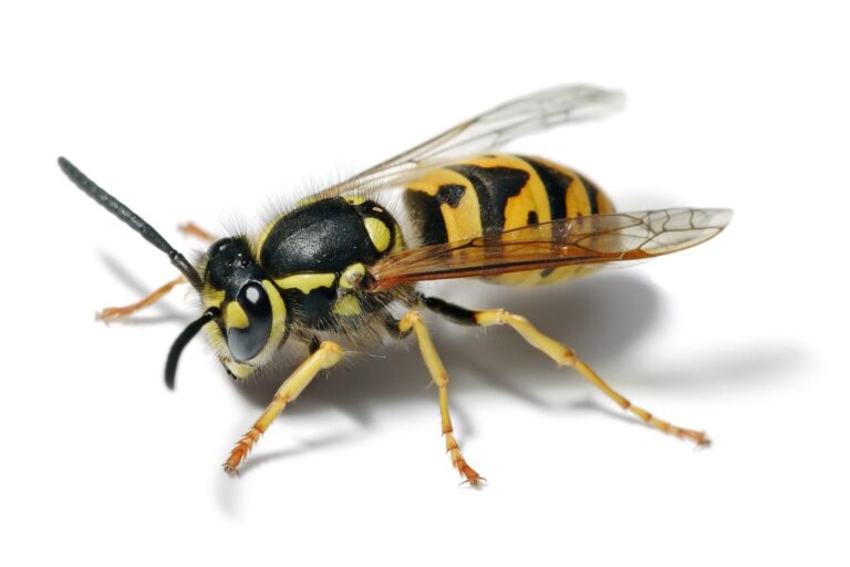 Close up image of a Yellow Jacket Hornet by Pest Me Off pest control company, expert in insect and pest removal services.