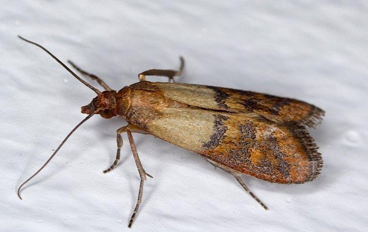 Close up image of an Indian Meal Moth perched on a wall, courtesy of Pest Me Off pest control services.