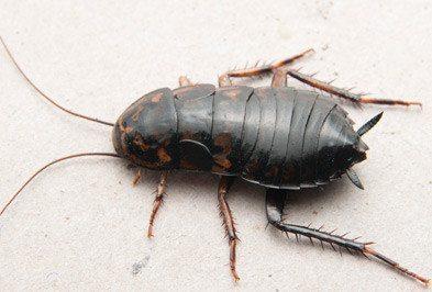 Myths about Oriental Cockroaches aka Black Beetle