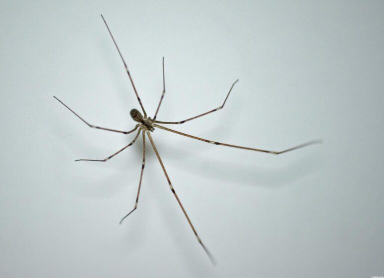 Long-Bodied Cellar Spider, commonly known as Daddy Long Legs, pest control service by Pest Me Off company