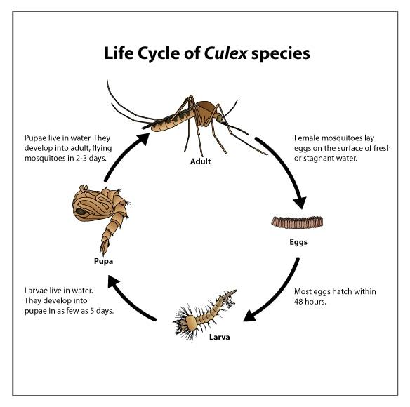 Culex Mosquitos