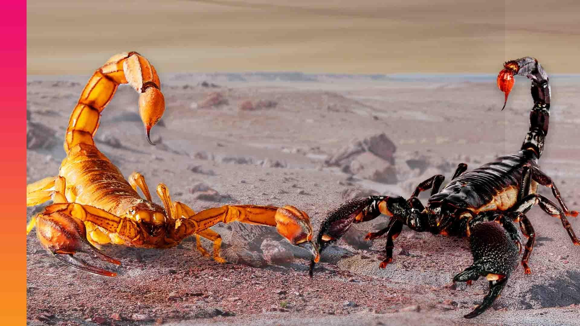 Yellow and black scorpions, common household pests, showcased by Pest Me Off pest control company