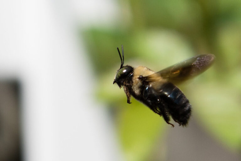 A carpenter bee in flight, captured by Pest Me Off pest control, showcasing their expertise in handling and controlling household pests.