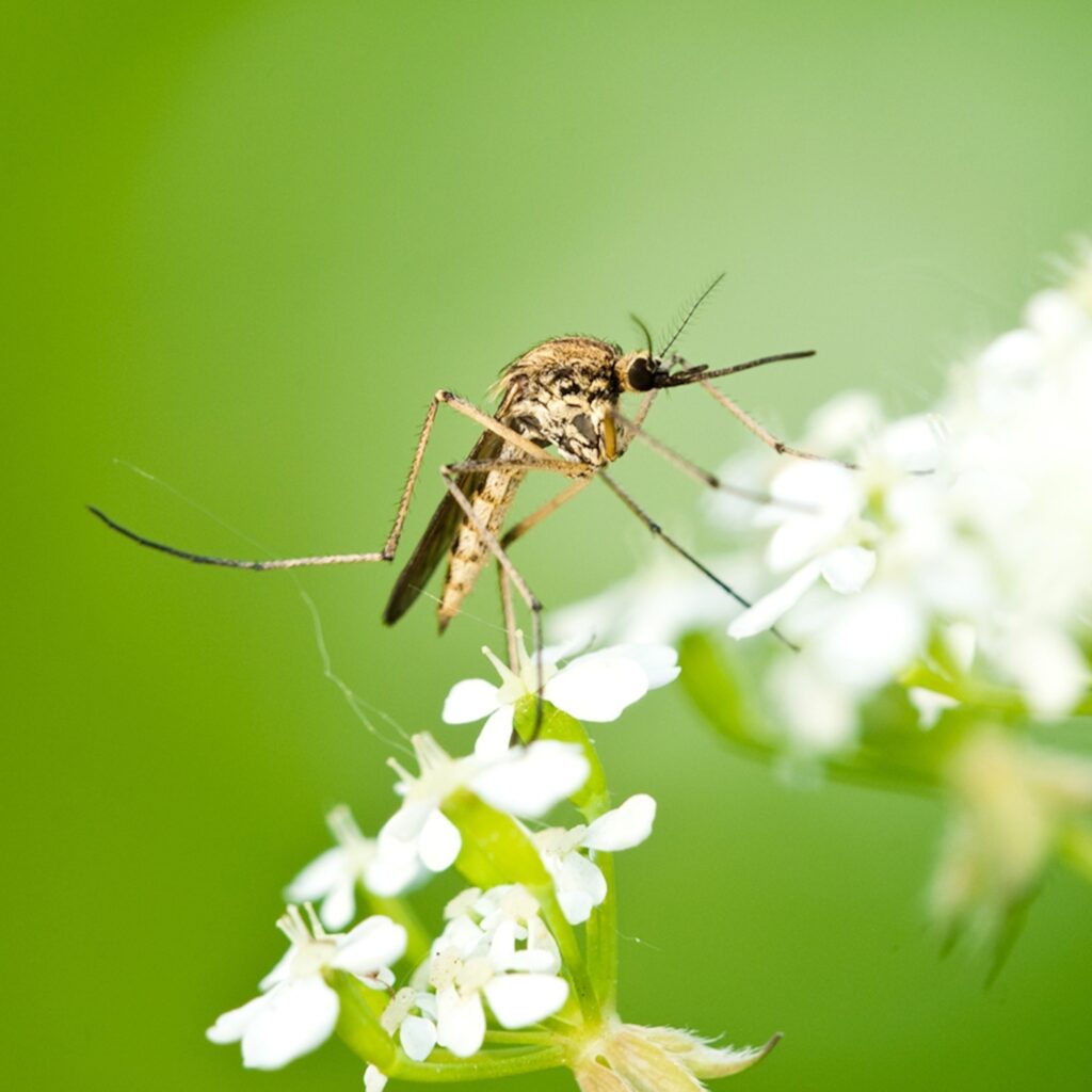 Close-up image of a mosquito pest found in a garden, supplied by Pest Me Off pest control service
