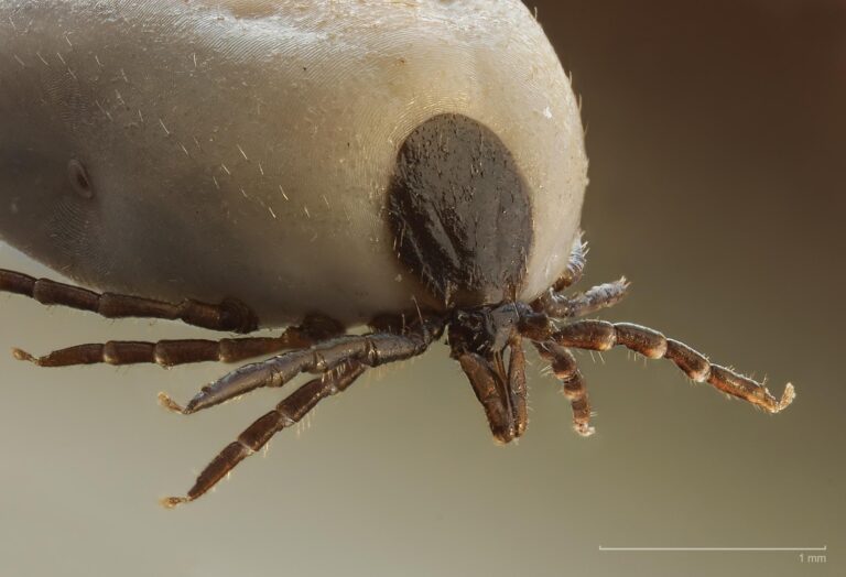 Ultra close-up image of a tick provided by Pest Me Off pest control company