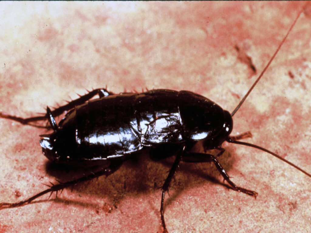 Oriental Cockroach crawling on ground, illustrating pest activities covered by Pest Me Off pest control services