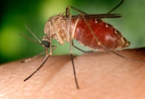 A close-up image of a Culex mosquito sucking blood, provided by Pest Me Off pest control services