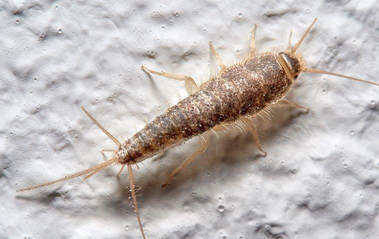 A silverfish insect crossing a white wall, illustrating the type of pest controlled by Pest Me Off Pest Control