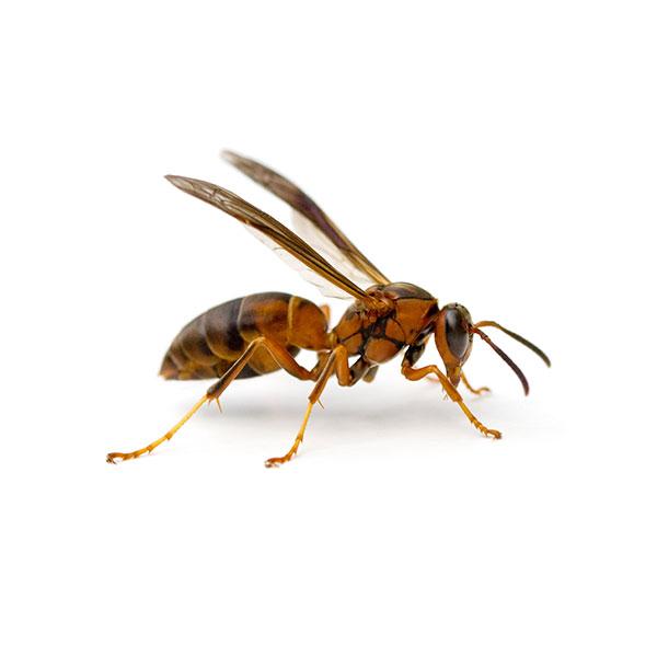 A paper wasp with vibrant red color on a clean white background, showcased by Pest Me Off Pest Control Company