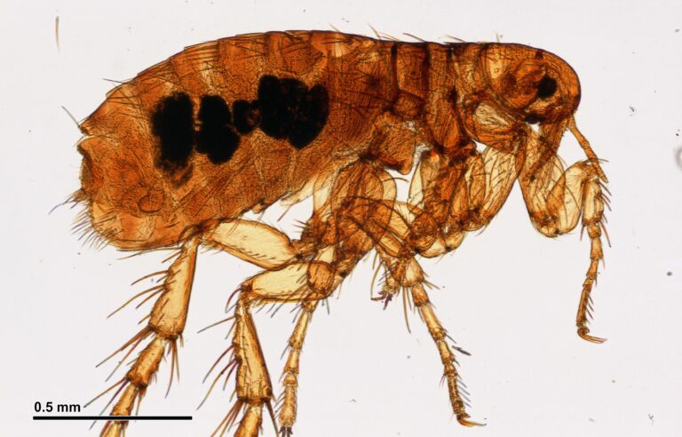 Extreme close-up view of a flea, image provided by Pest Me Off, a leading pest control company