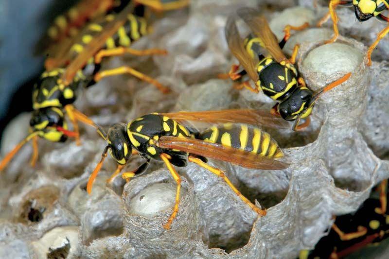 Paper Wasps actively constructing a nest, provided by Pest Me Off pest control - experts in wasp removal and prevention.