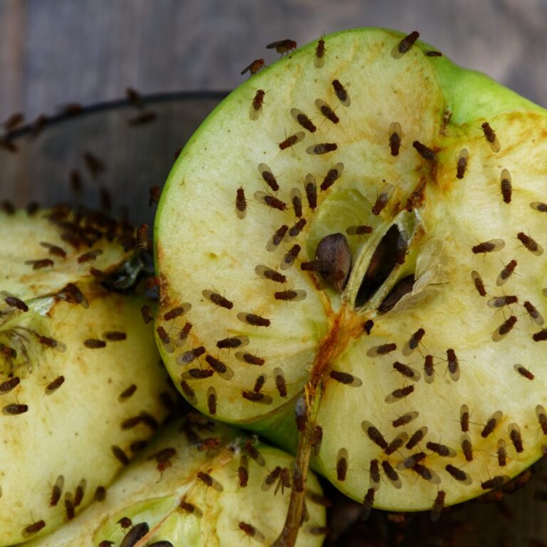 Close-up image of fruit flies infesting a rotting apple, provided by Pest Me Off pest control services tackling common household pests.