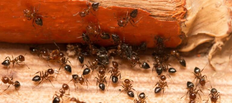 Multiple Acrobat Ants emerging from wooden surfaces, indicative of an infestation - image provided by Pest Me Off Pest Control.