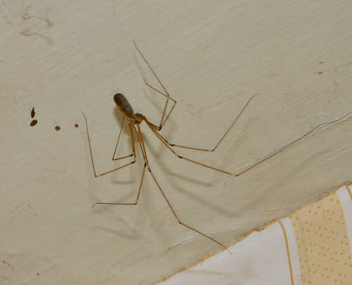 Long-Bodied Cellar Spider hanging from a web, demonstrating the pest control services provided by Pest Me Off company.