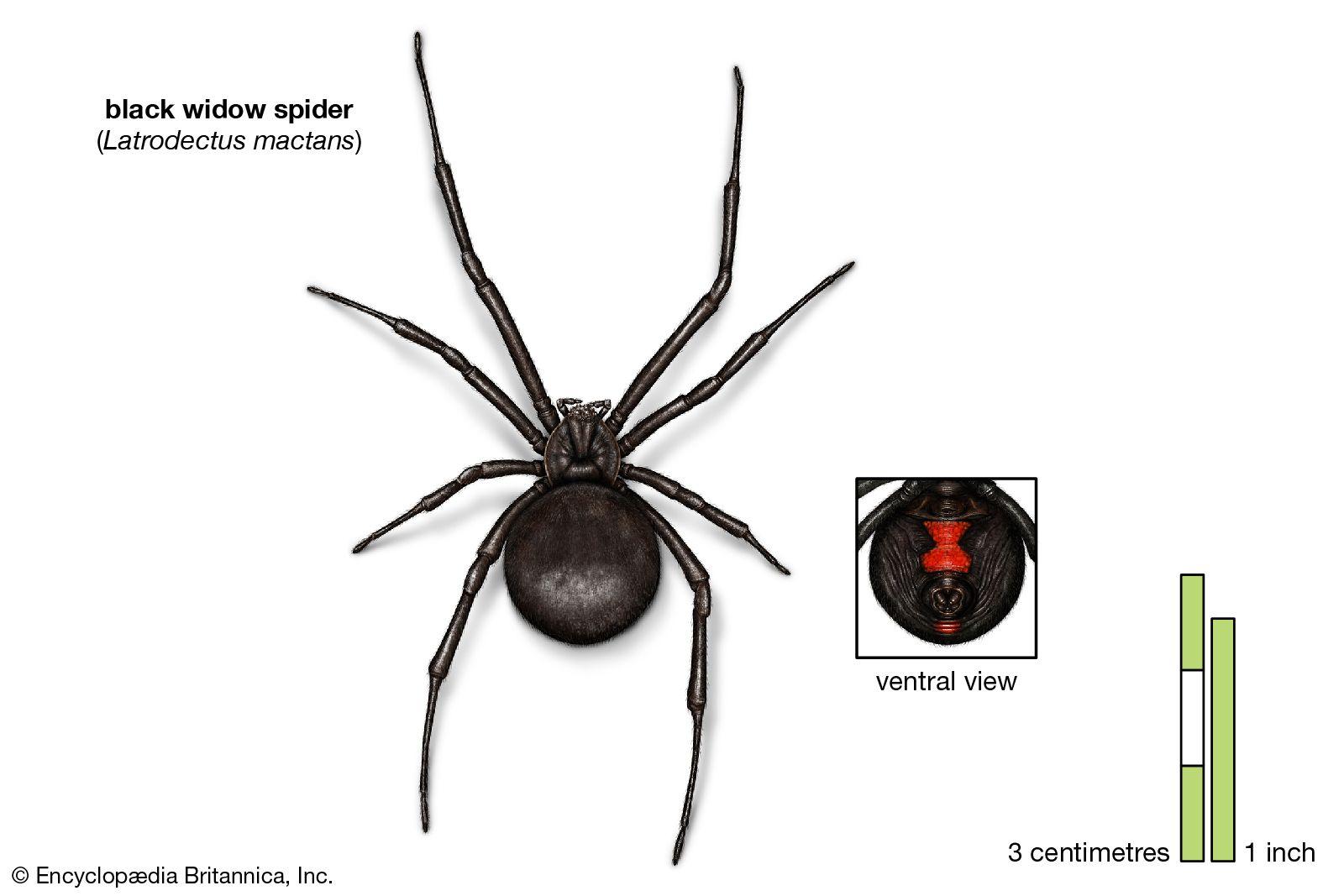 Black Widow Spiders