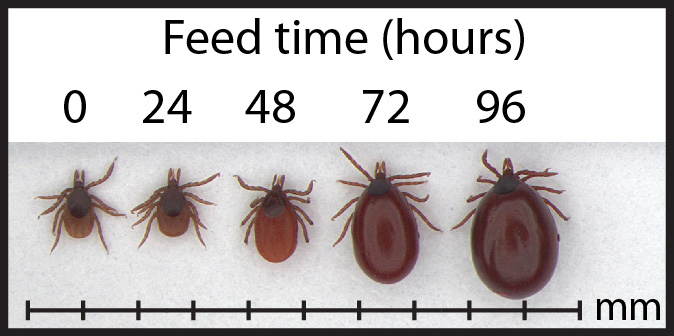 Image showcasing different tick sizes provided by Pest Me Off pest control for better understanding of pest infestations