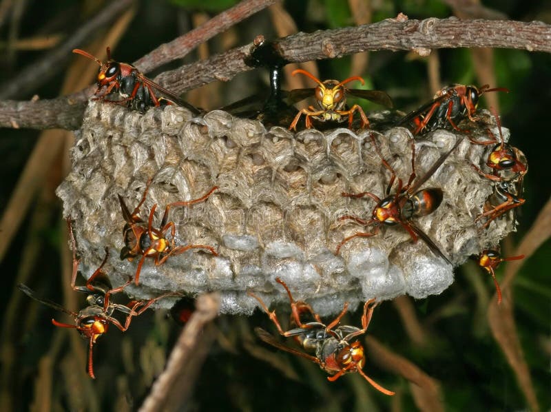 Close-up image of Paper Wasps on high alert, demonstrating the expert pest control services offered by Pest Me Off pest control.