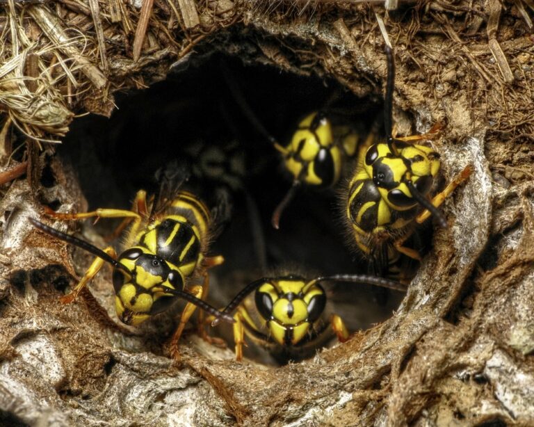 A group of Yellow Jacket Hornets vigilantly guarding their nest, image provided by Pest Me Off pest control services.