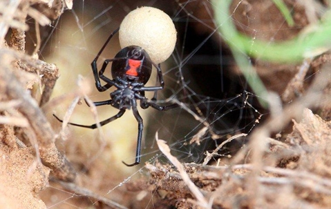 A black widow spider protectively guarding her egg sac showcasing Pest Me Off pest control services