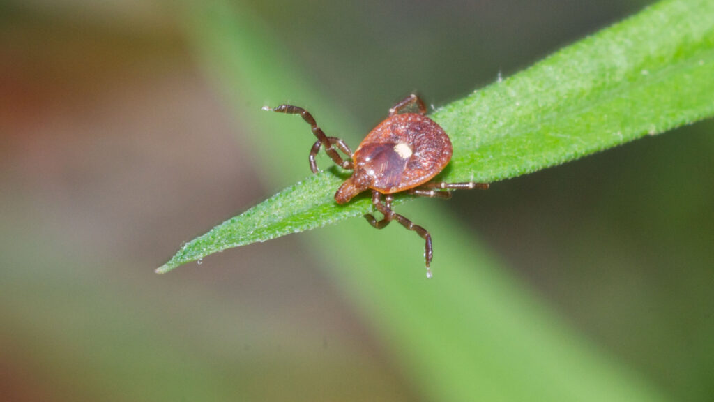 Lone Star Tick on a Leaf - Pest Me Off Pest Control