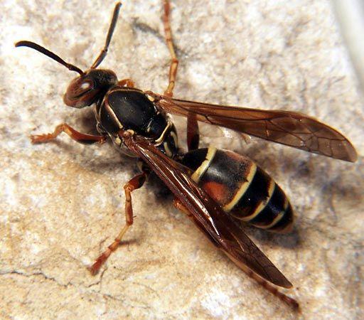 Understanding⁢ the Attraction: What Draws Wasps ⁢to Your Fruit Trees