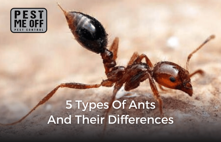 5 Types of Ants and Their Differences