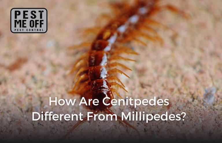 How Are Centipedes Different from Millipedes?