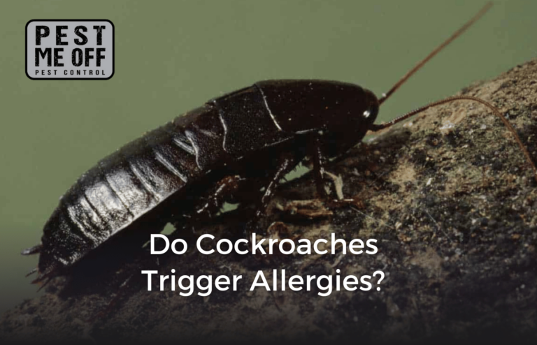 Do Cockroaches Trigger Allergies