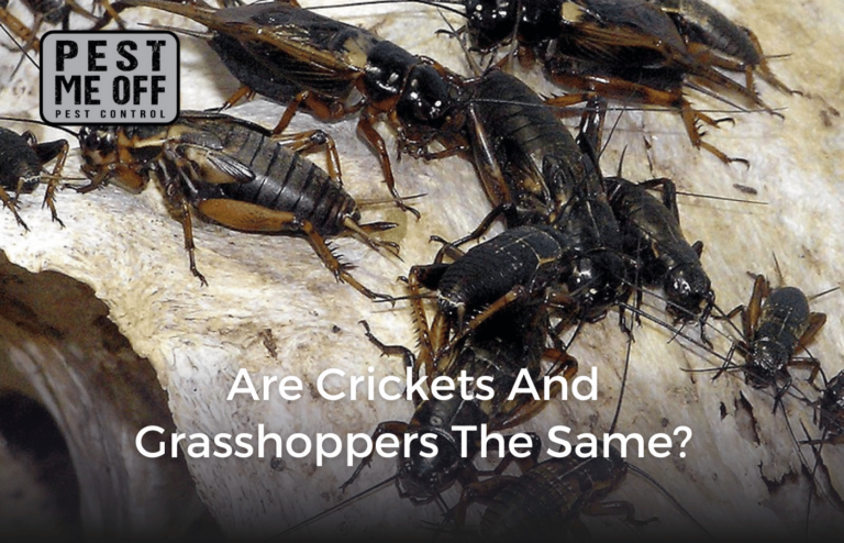 Are Crickets and Grasshoppers the Same?