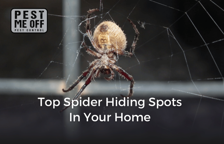 Top Spider Hiding Spots in Your Home