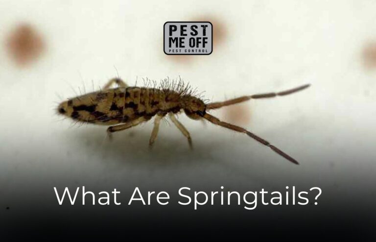 What Are Springtails?