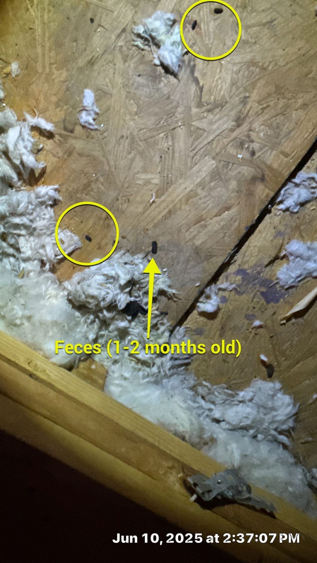 Fresh rodent droppings flagged in attic insulation on a Pest Me Off rodent inspection in McKinney TX