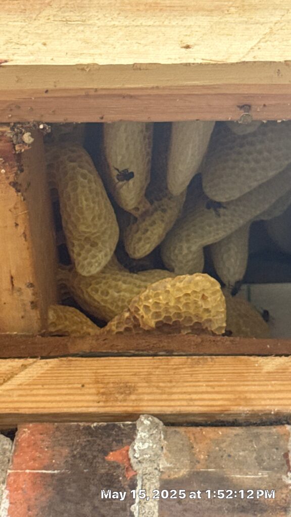 Bee hive discovered behind wall near wooden framing during May infestation in Fairview.