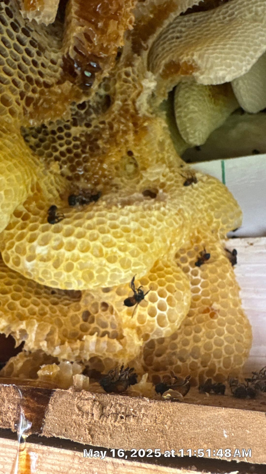 Bee Removal 6 Large honey bee hive found inside an attic during a Pest Me Off job in Fairview TX, May 2025