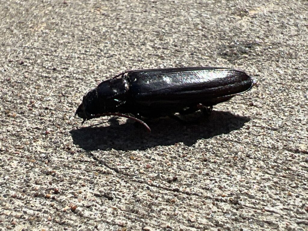 Dead black beetle on concrete sidewalk during summer pest control observation in McKinney.