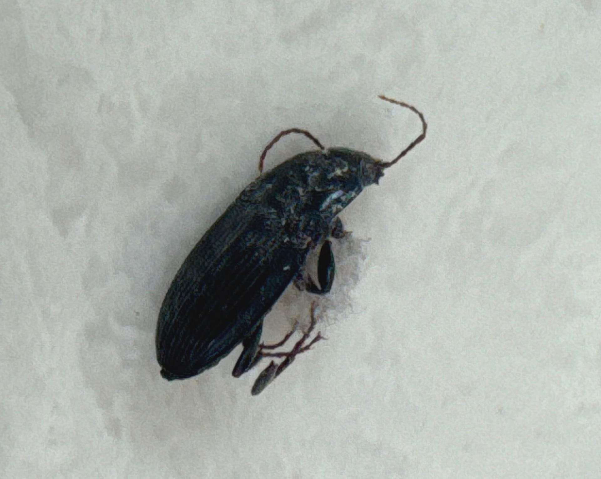 Dead dark beetle discovered indoors during routine pest inspection in Plano.