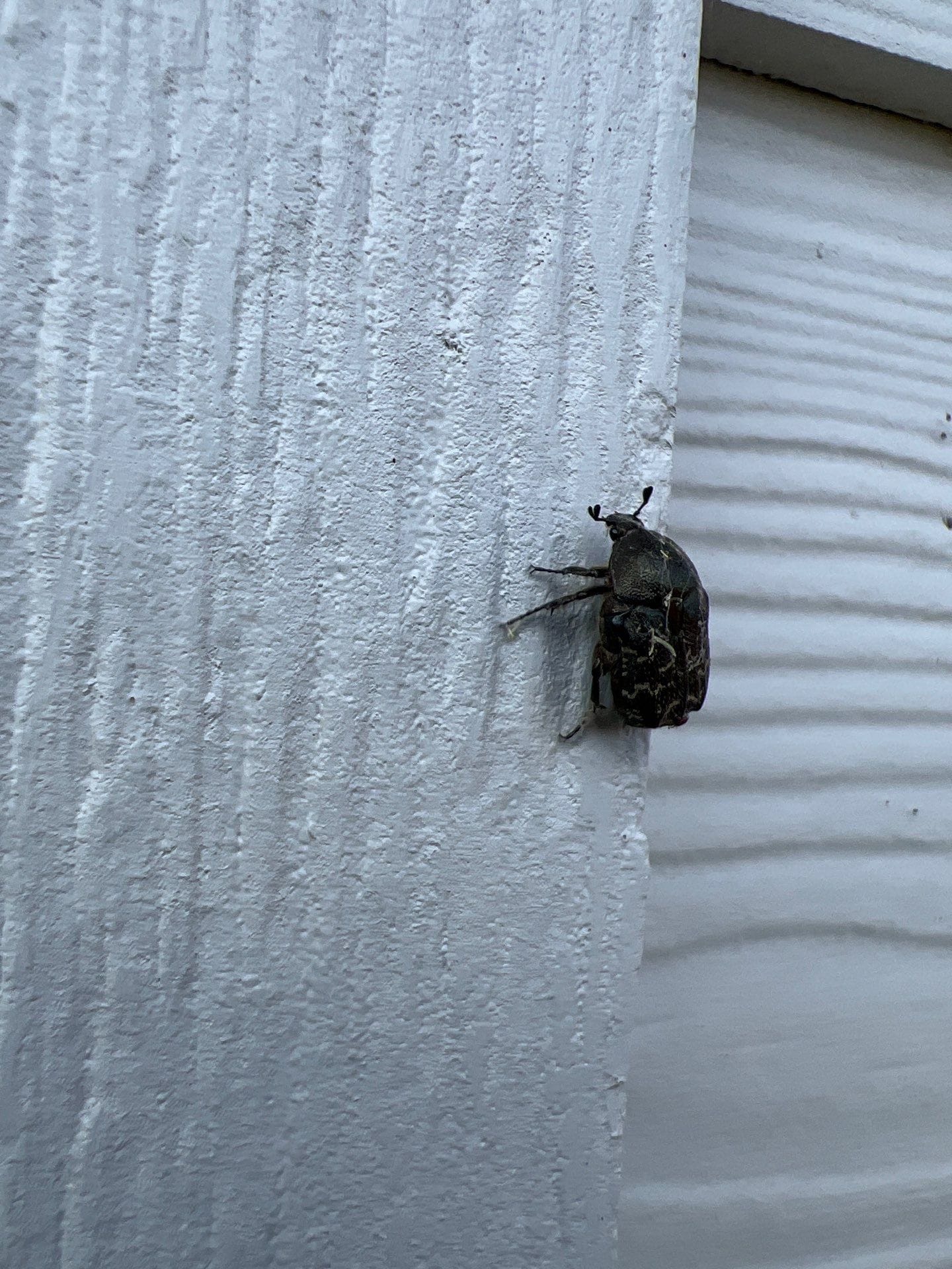 Large beetle found resting on exterior wooden siding in Anna during summer inspection.