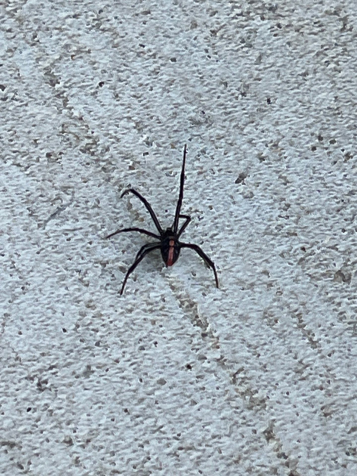 Black widow spider spotted on concrete surface during summer inspection in Frisco.