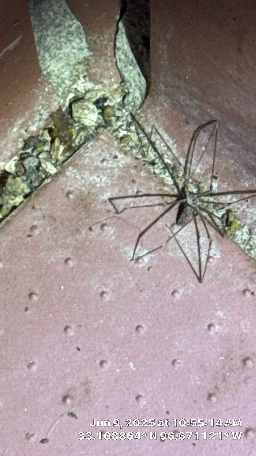 Cellar spider spotted near tile crack during summer pest inspection in McKinney.
